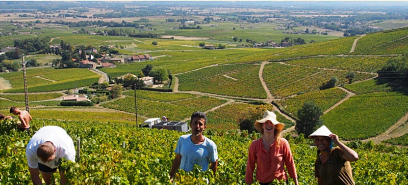 Built in the fifteenth century on the blue granite soil of an ancient volcano which juts out steeply into the valley below, Thivin is the oldest estate on Mont Brouilly. –Photo from Chateau Thivin