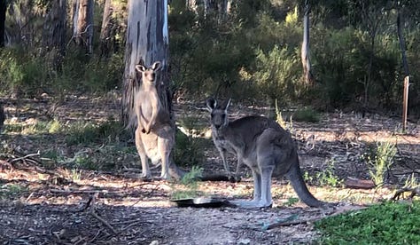 Image of rustic cottage, interior, and kangaroos