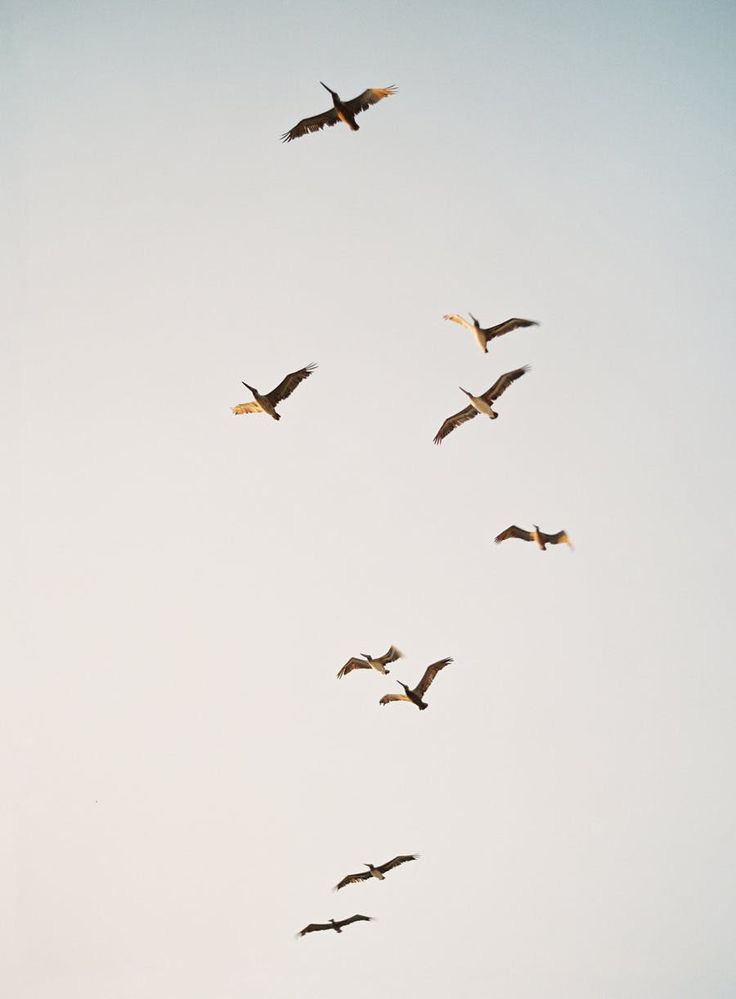 This may contain: a flock of birds flying in the sky