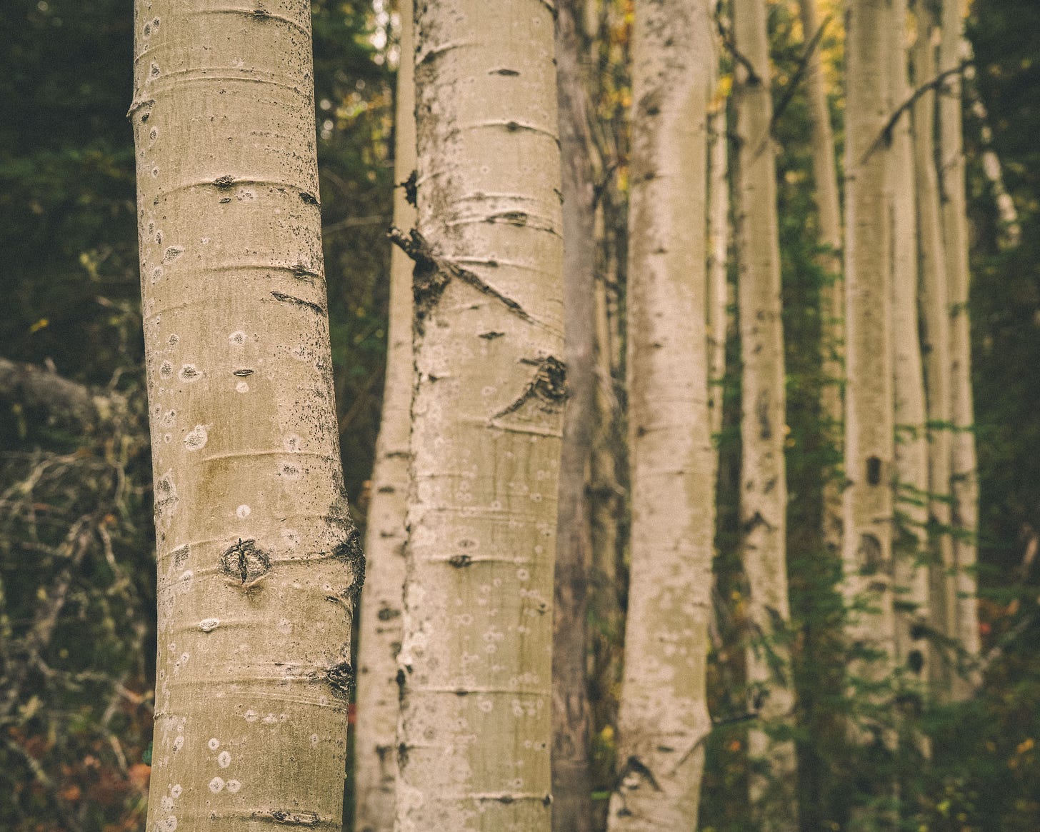 Aspen trees along the Dew Mound Trail, Chugach State Park.