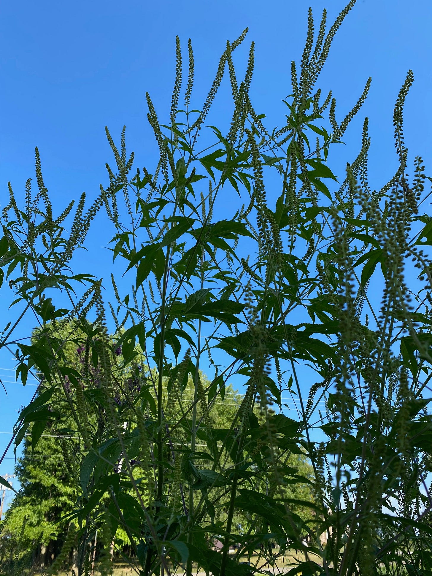 Ambrosia trifida, giant ragweed blooming Ambrosia trifida, giant ragweed blooming