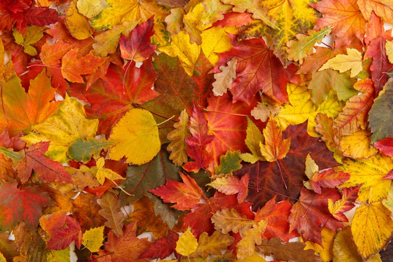 Hojas de distintos tipos con colores de otoño