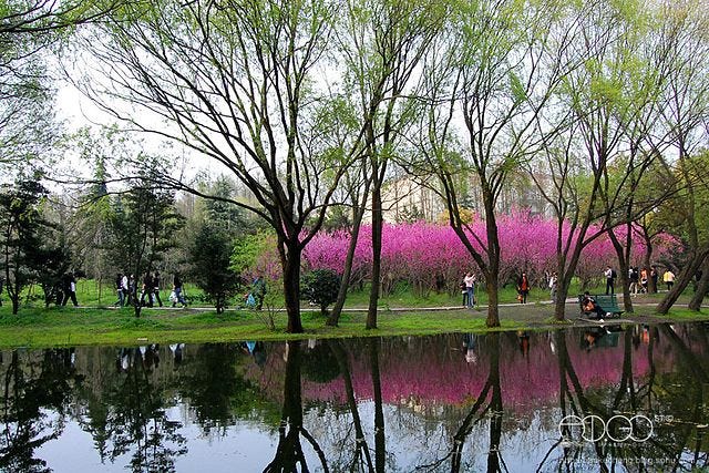 Gongqing, le plus grand parc de Shanghai. Wikipedia Commons. & Parc à Pékin. Sept 2024