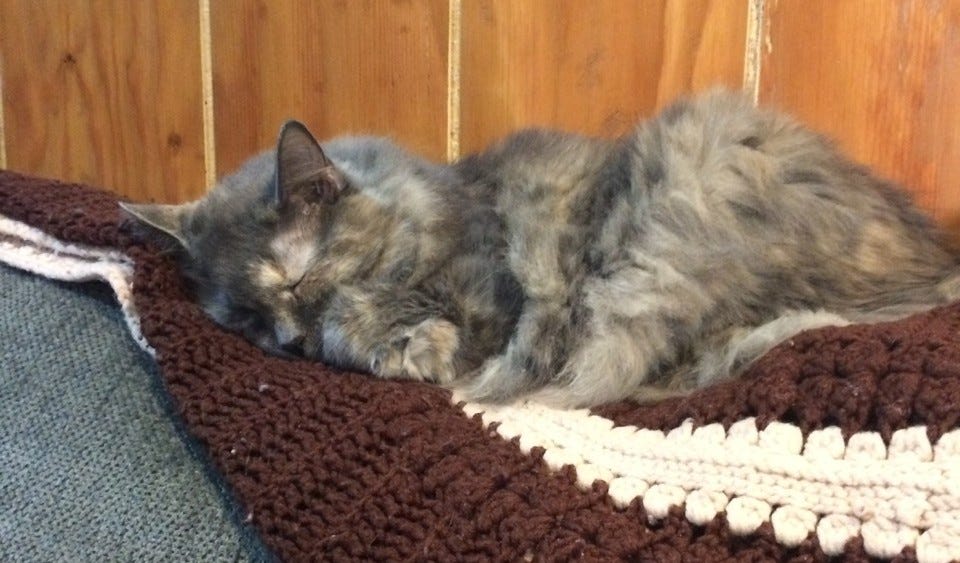 Aria_Back_Of_Couch_Adopt_A_Cat_or_a_Kitten Aria_Back_Of_Couch_Adopt_A_Cat_or_a_Kitten