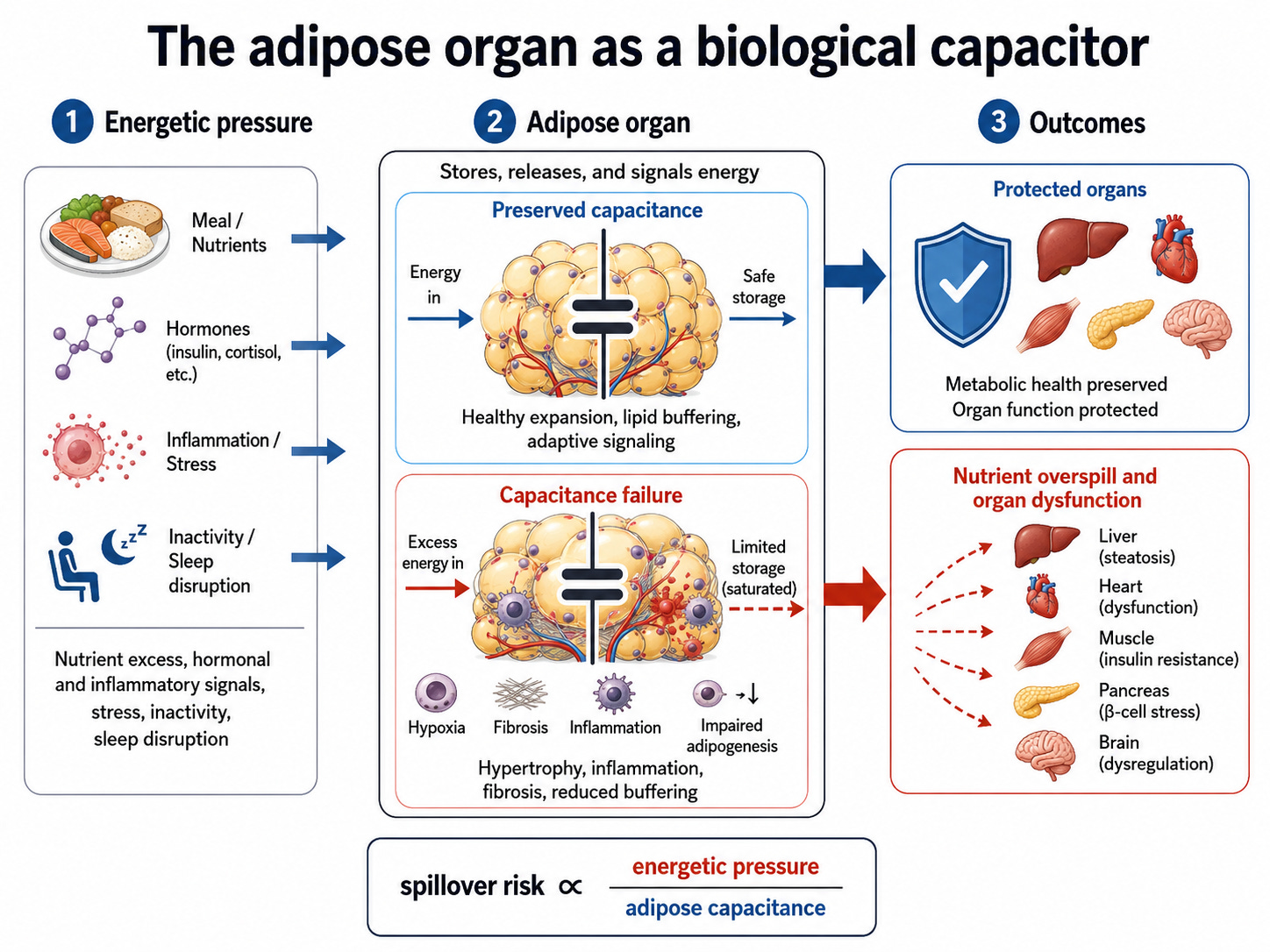 Simple schematic of the adipose organ as a capacitor. The adipose organ stores, releases, and signals energy. When its buffering capacity is preserved, it can protect other organs from nutrient overspill. 