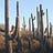Cactus Reports