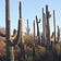 Cactus Reports