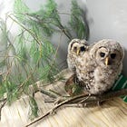 Acadia Wildlife Center Hosting Saturday Events 