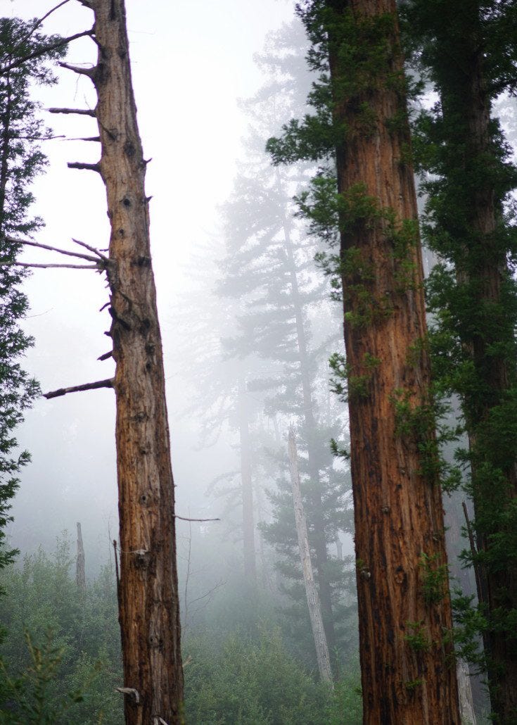 Seeing new opportunities through a mist during a hike in Big Sur. Seeing new opportunities through a mist during a hike in Big Sur.