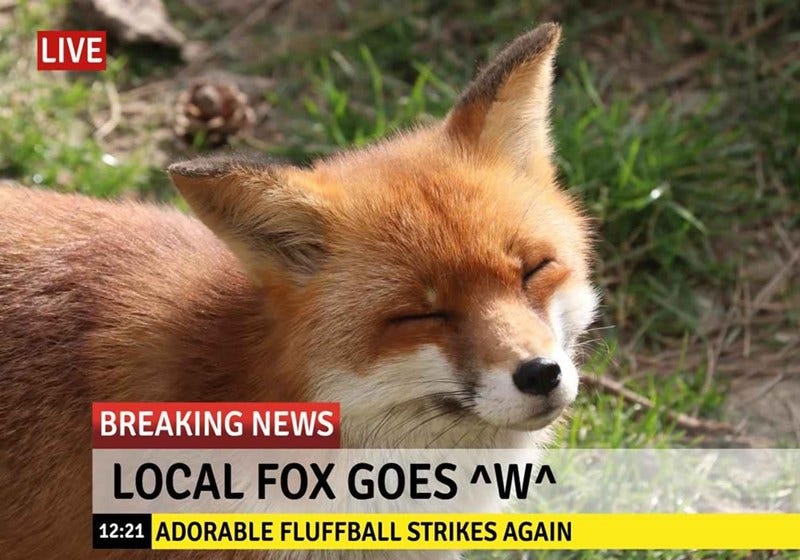 I Can Has Cheezburger? - Breaking News - Funny Animals Online - Cheezburger