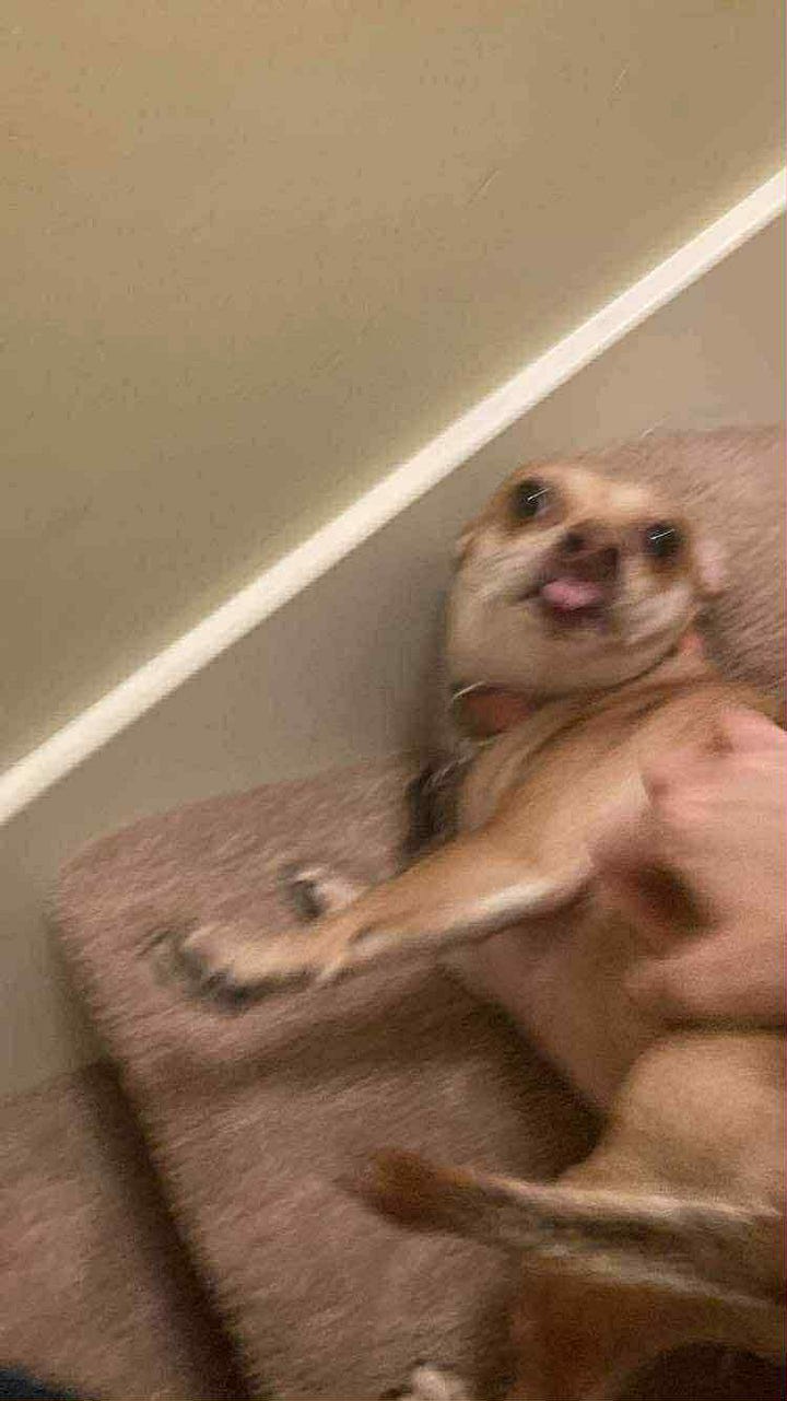 Ari's cute little dog Eponine.