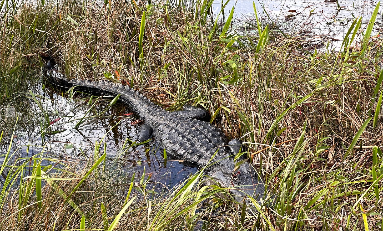 un caimán en los Everglades