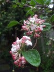 viburnum