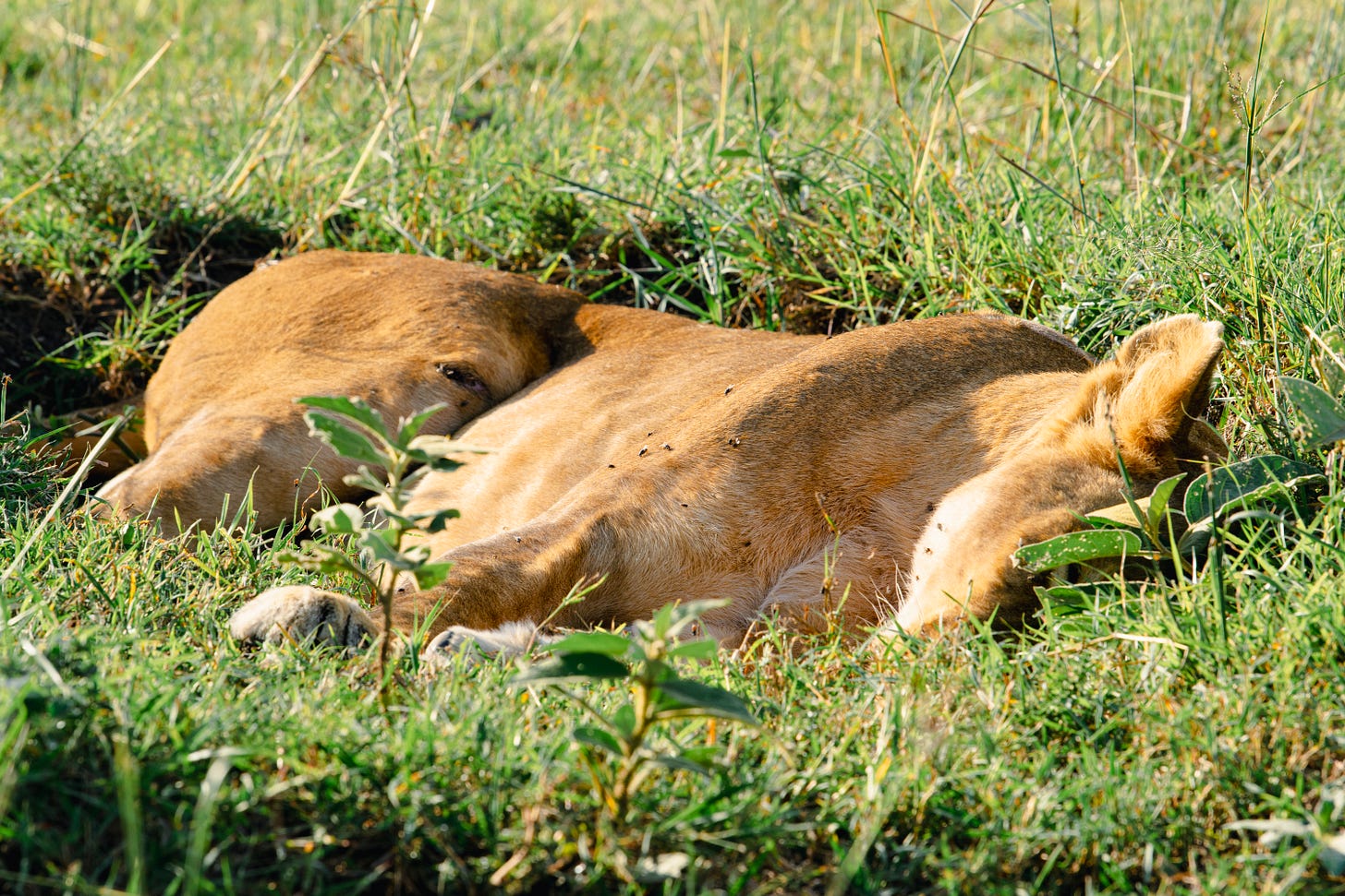 Close up picture of lion, flies and other bugs are beginning to swarm on her and she is making no move to remove them.