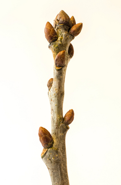Three examples of twigs with buds