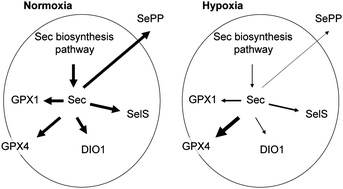 Hypoxia alters Selenoprotein synthesis Hypoxia alters Selenoprotein synthesis