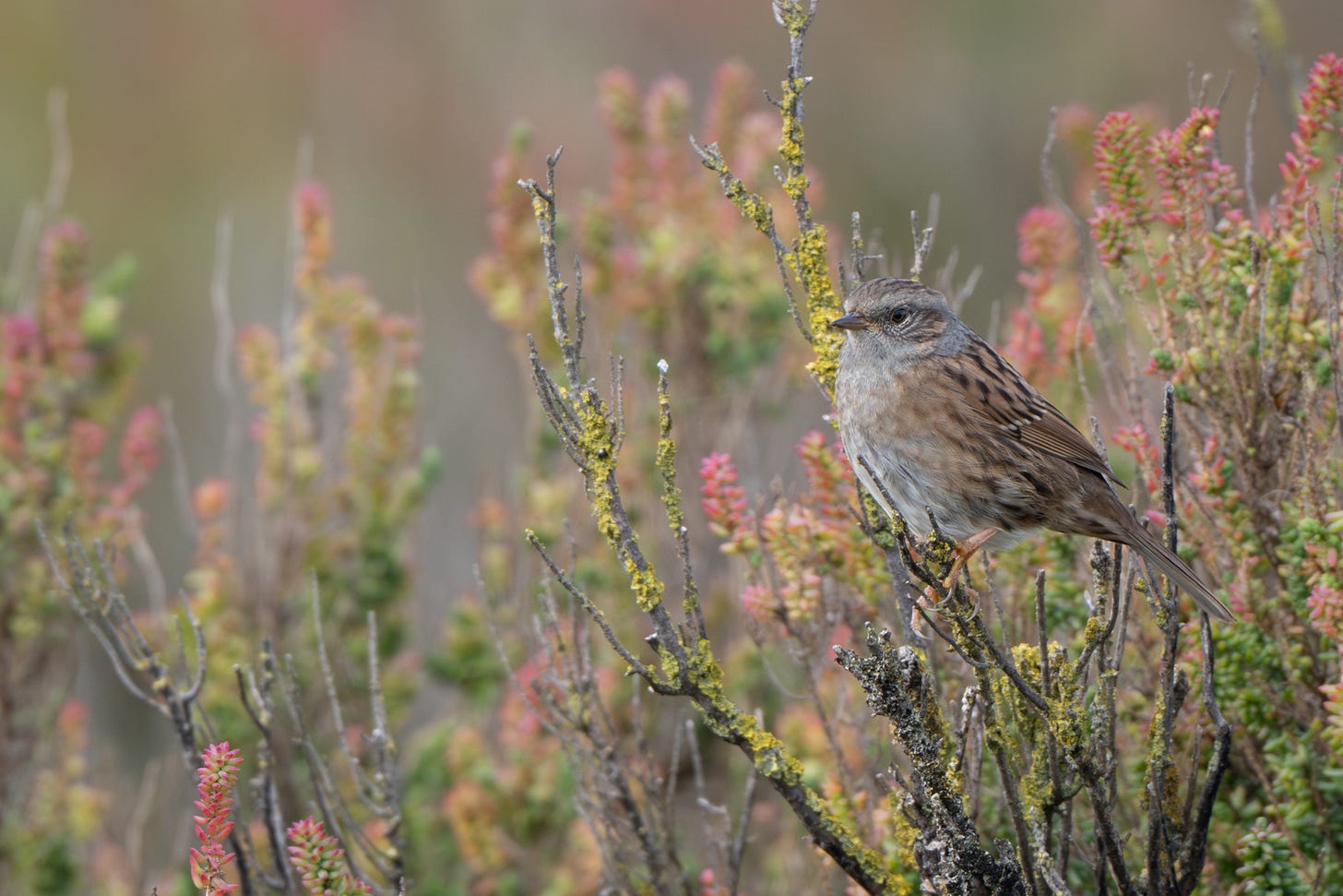 A Dunnock, small and brown among the red and fresh green heather