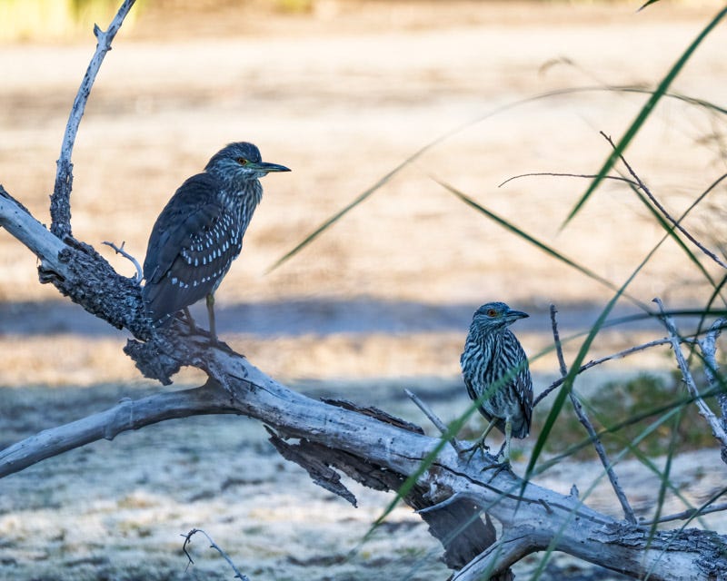 20251024-ElRio-396-Edit 2.jpg