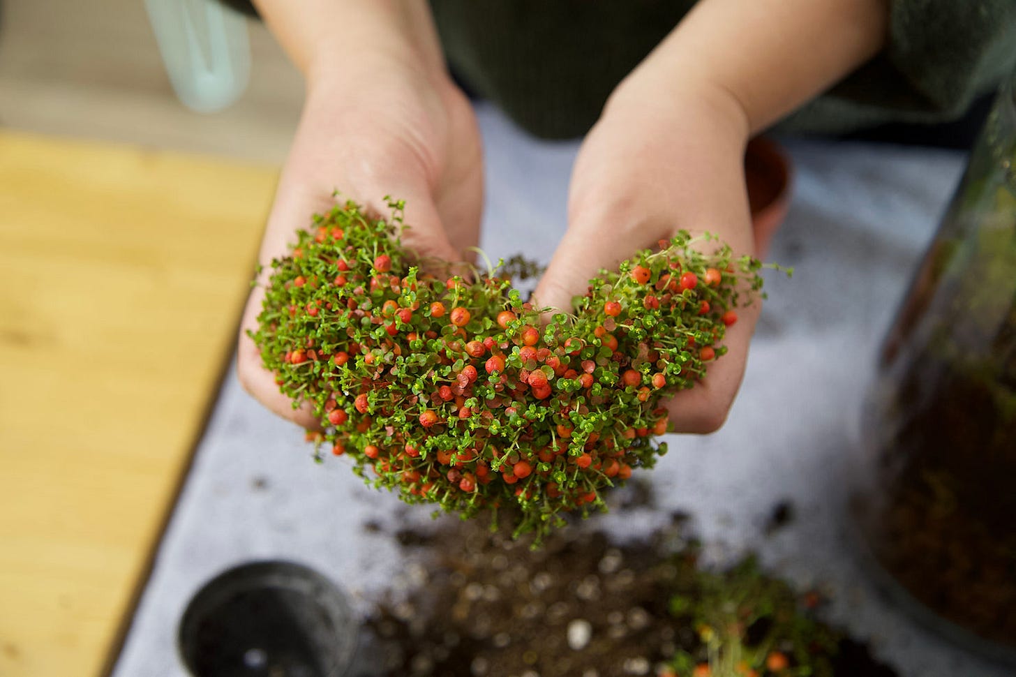 plant workshop