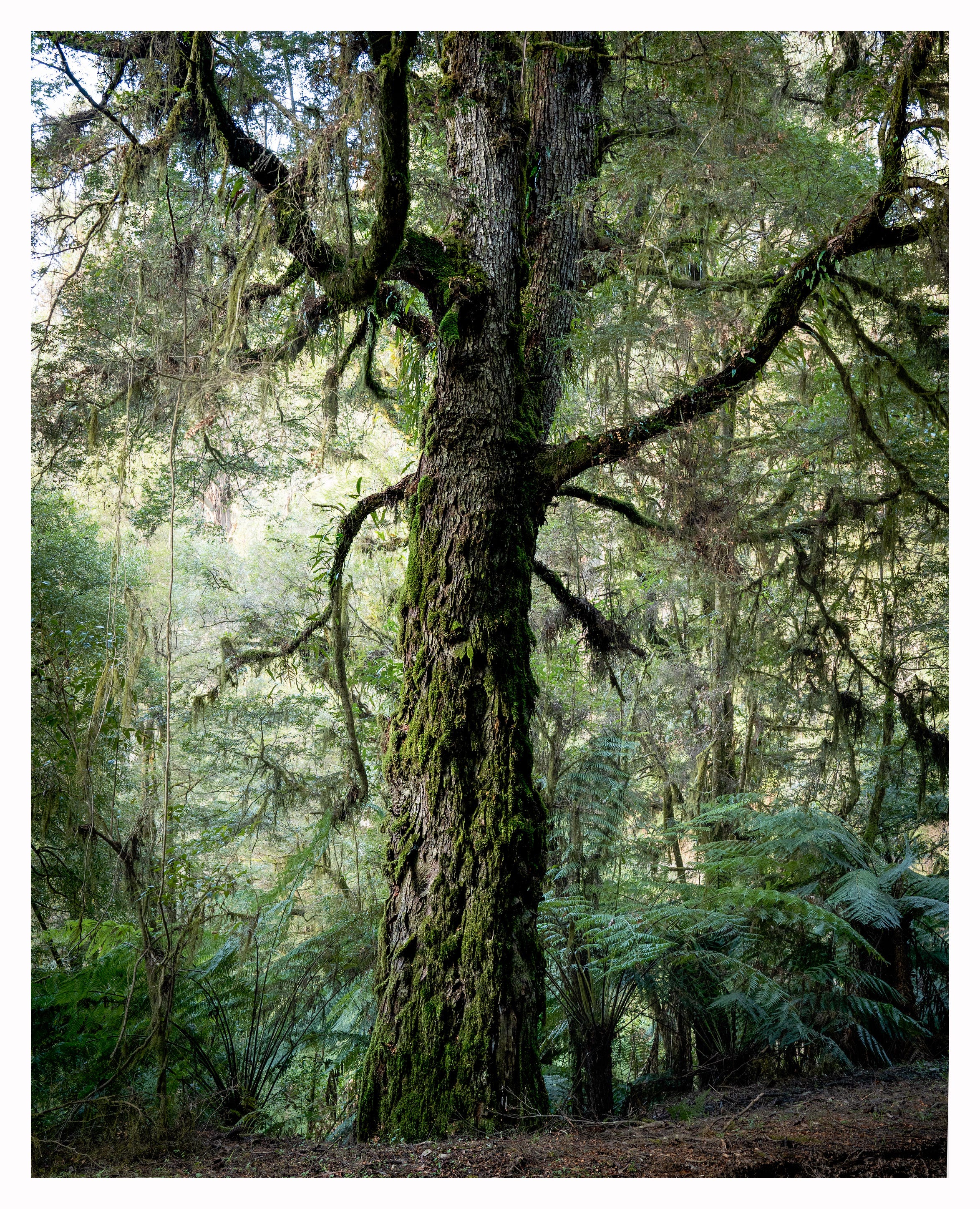 Searching for Myrtle Beech - by James Hider