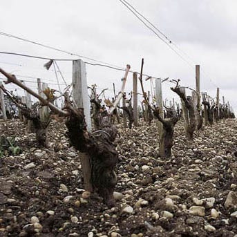 The vines at Phelan Segur The vines at Phelan Segur