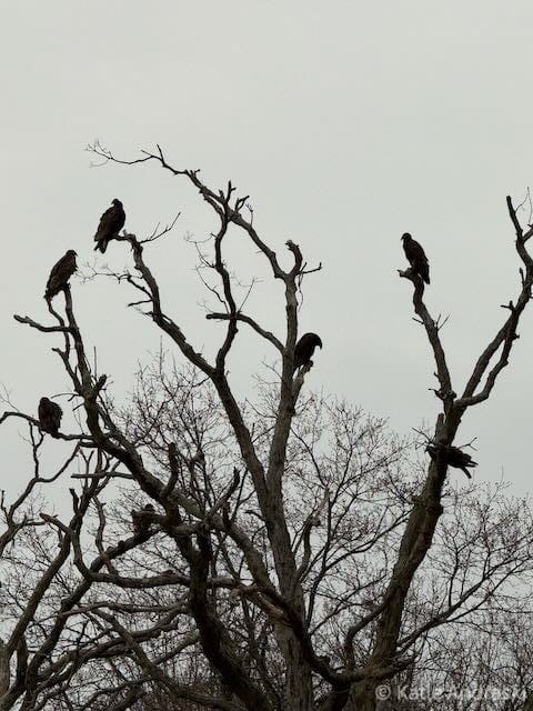 Silhouettes of birds perched on barren tree branches against a gray sky.