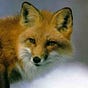 reynard61's avatar