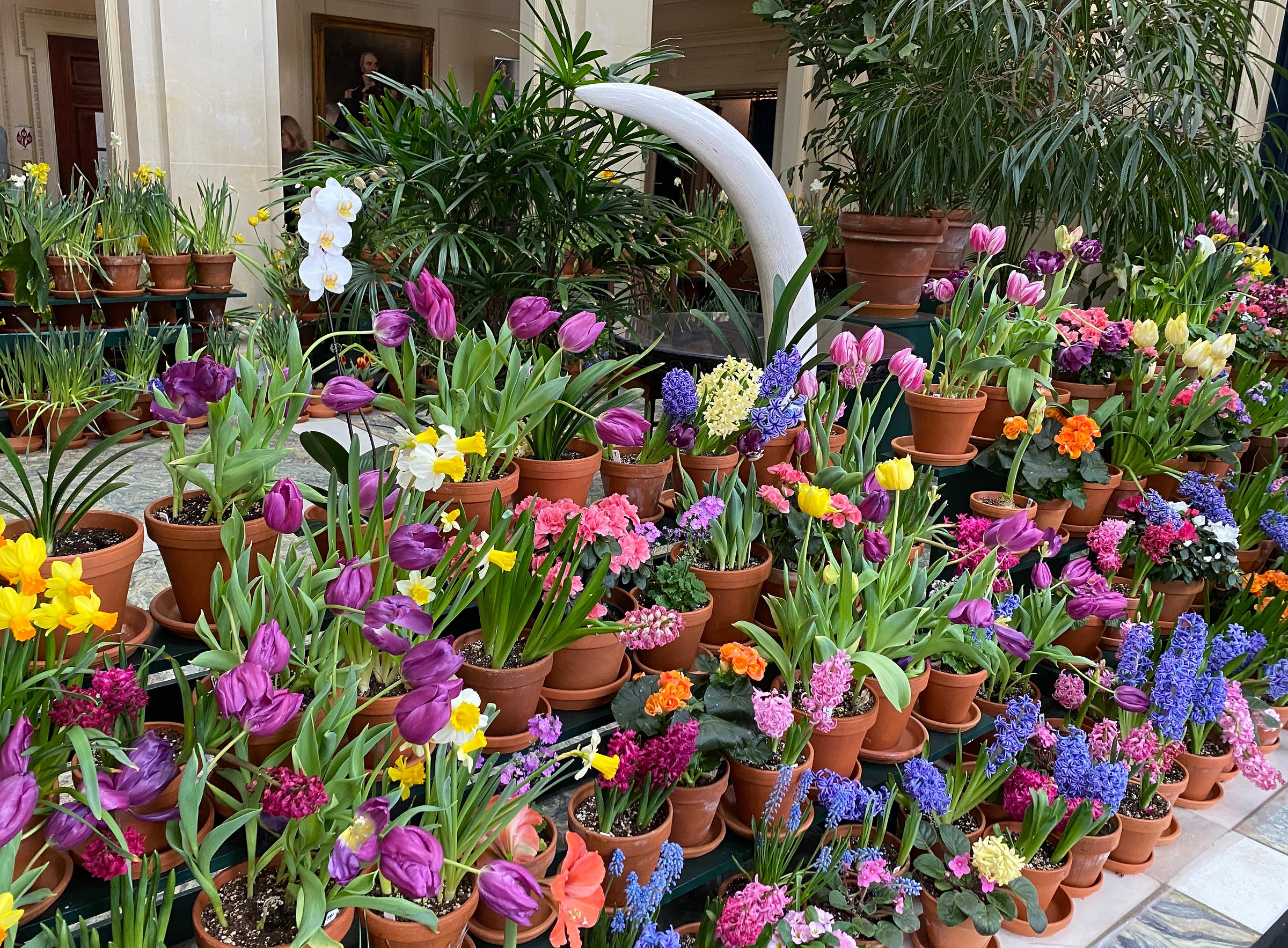 Rows of potted tulips, hyacinths, daffodils, and other colorful flowers, in shades of purple, pink, orange, and yellow, inside of a large room in a mansion. Rows of potted tulips, hyacinths, daffodils, and other colorful flowers, in shades of purple, pink, orange, and yellow, inside of a large room in a mansion.