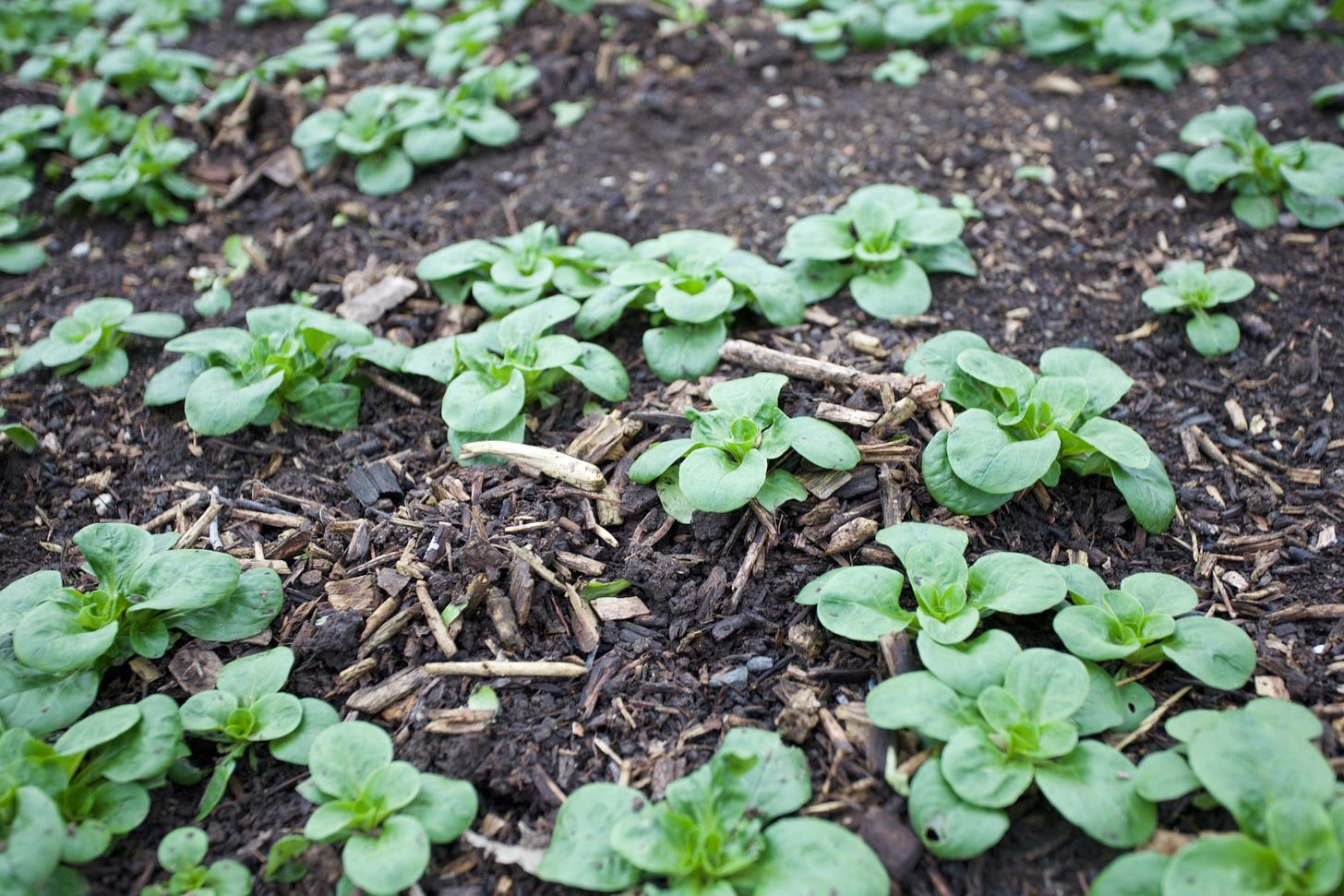 The lambs lettuce plant at centre is on a mound of material gathered by Lumbricus earthworms. The lambs lettuce plant at centre is on a mound of material gathered by Lumbricus earthworms.