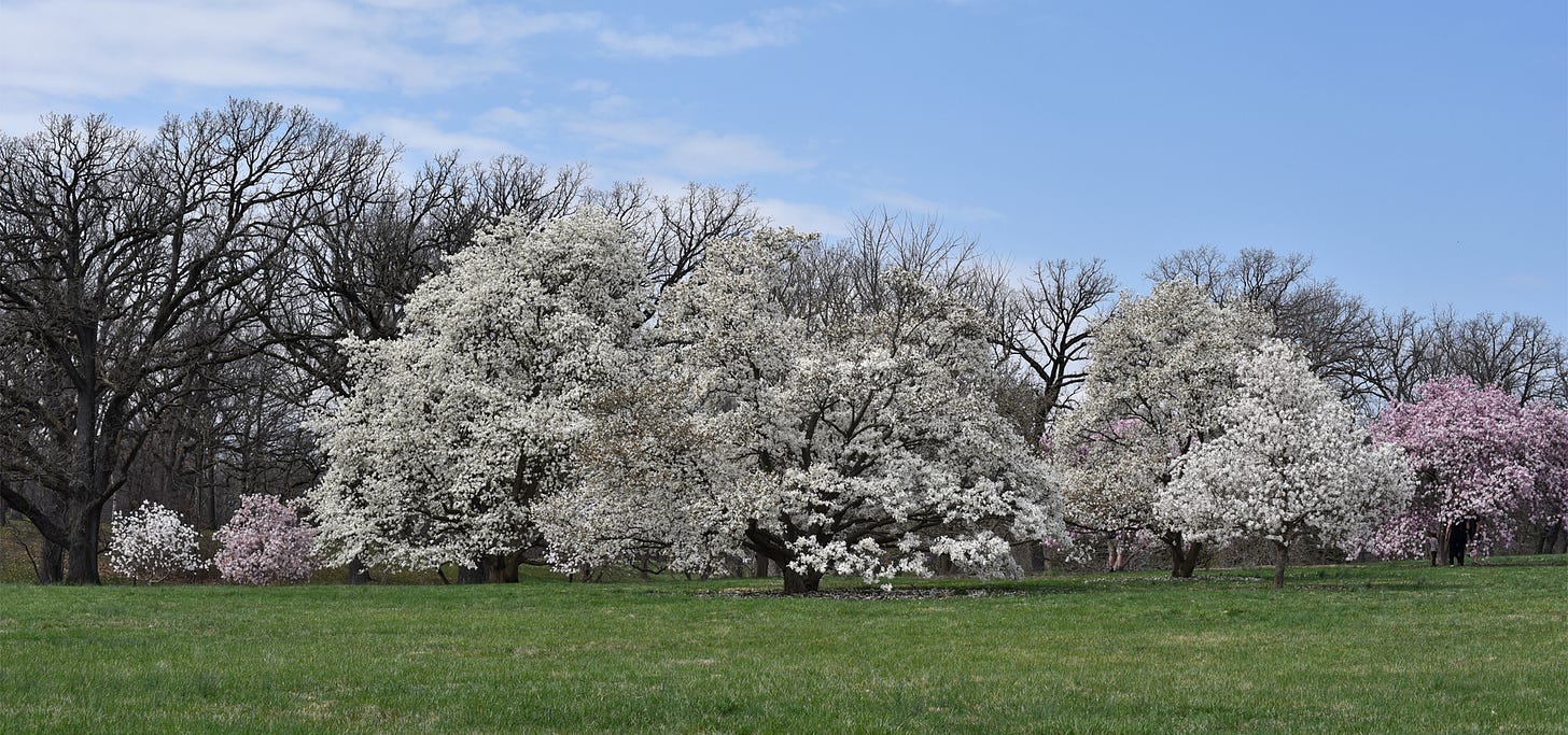 Ornamental Flowering Trees Collection | The Morton Arboretum