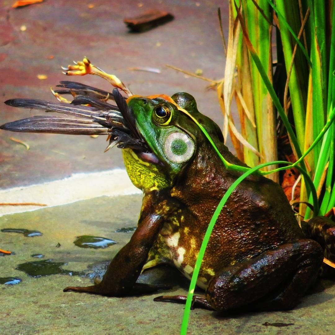 Bullfrog catches and eats a bird : r/natureismetal