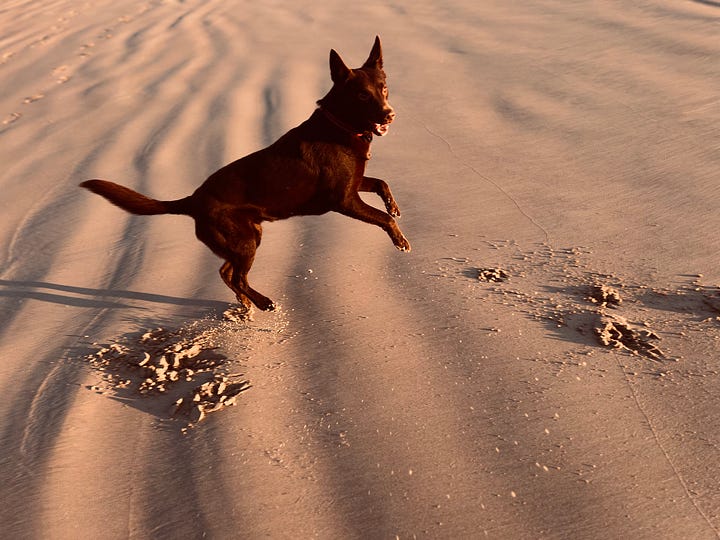 A long, distinct shadow of a person stretches across a wide, flat sandy beach, with a low dune line topped with sparse green and dead trees, and a small full moon visible in the clear blue sky.