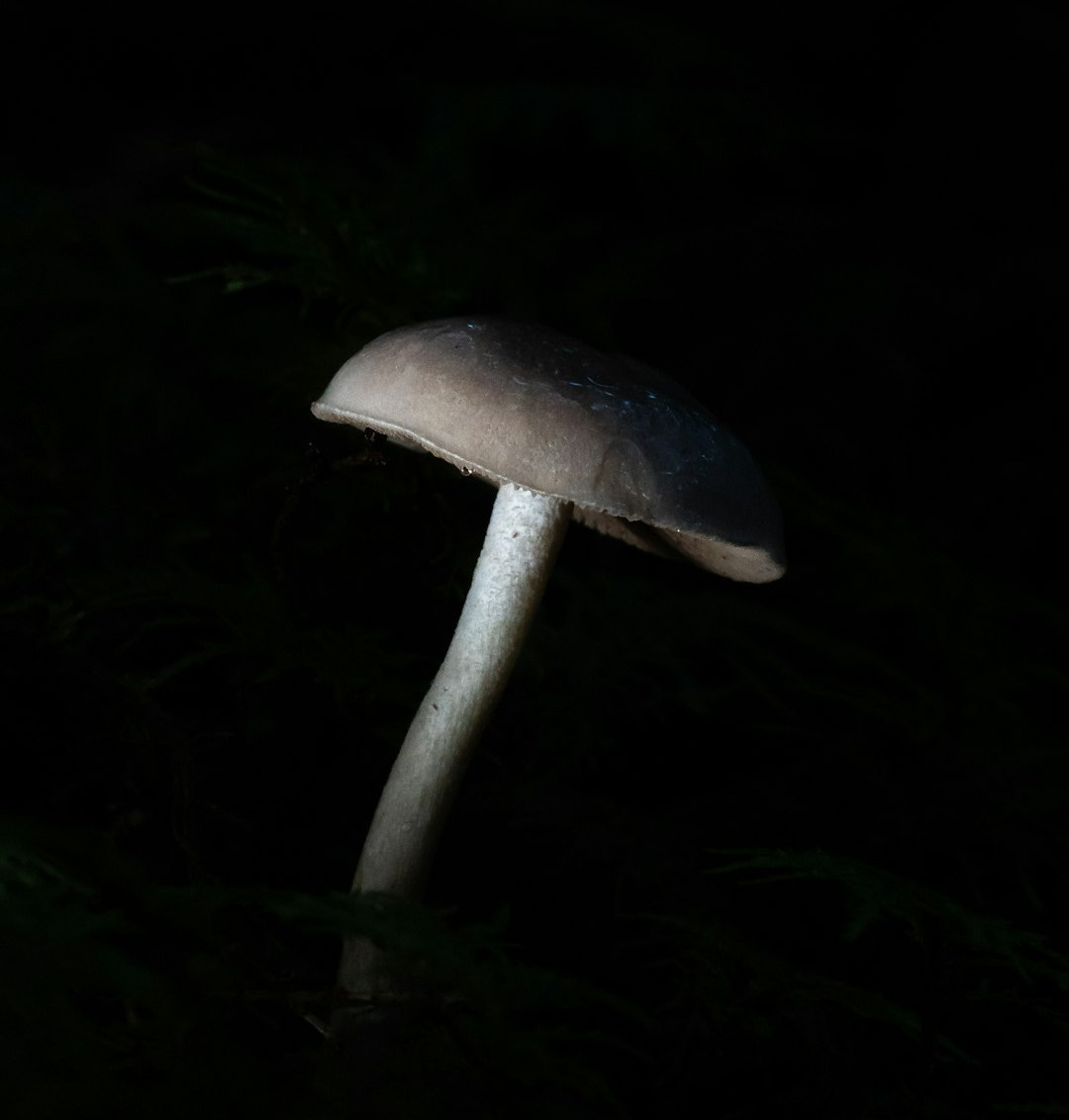 A lone mushroom glows in the dark. A lone mushroom glows in the dark.