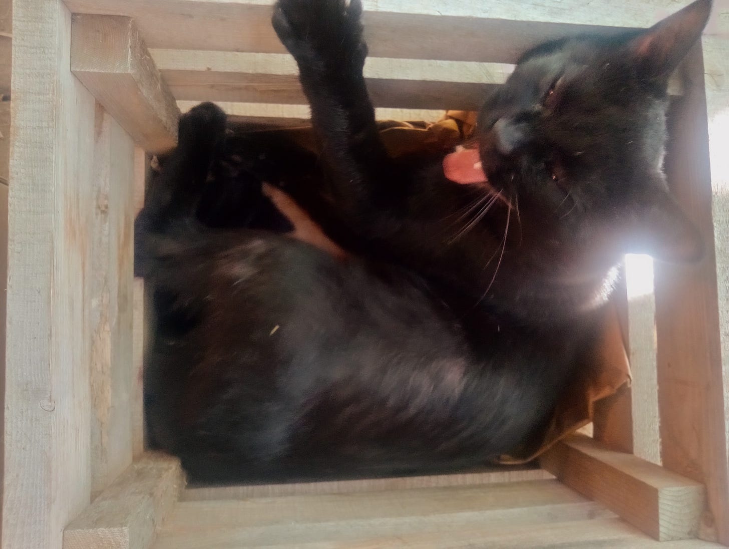 A small black cat yawns and stretches after being woken from his nap in a wooden potato crate. 