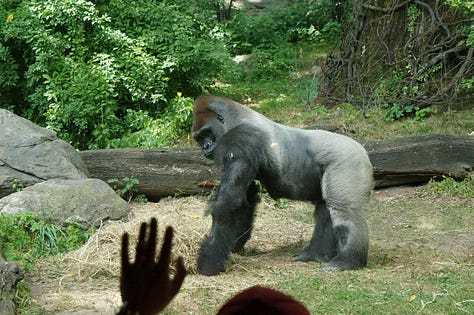 Portraits of a Bronx zoo gorilla