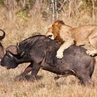 Μας κάνουν πλάκα: Πανεπιστημιακός απαιτεί να πάψουν να αλληλοτρώγονται τα ζώα!