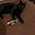 BPKitten's avatar