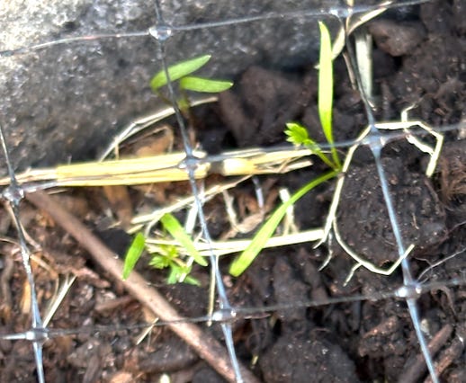 seedlings: Close-up of tiny carrot seedlings just emerging from dark soil, their delicate green shoots stretching up through a protective mesh. Bits of straw mulch and a small stick lie nearby.