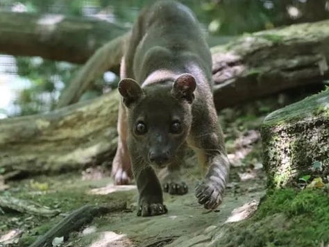 images of St. Antonin-Noble Val
