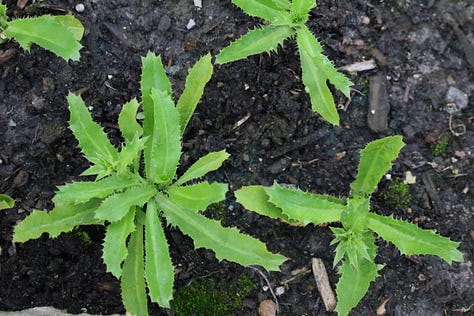 various herb plants from Latin America