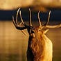 ELK's avatar