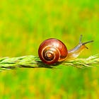 Insects & Arthropods: Week 3 🐌