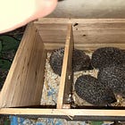 Kill Bill… ma in versione spinosa 🦔