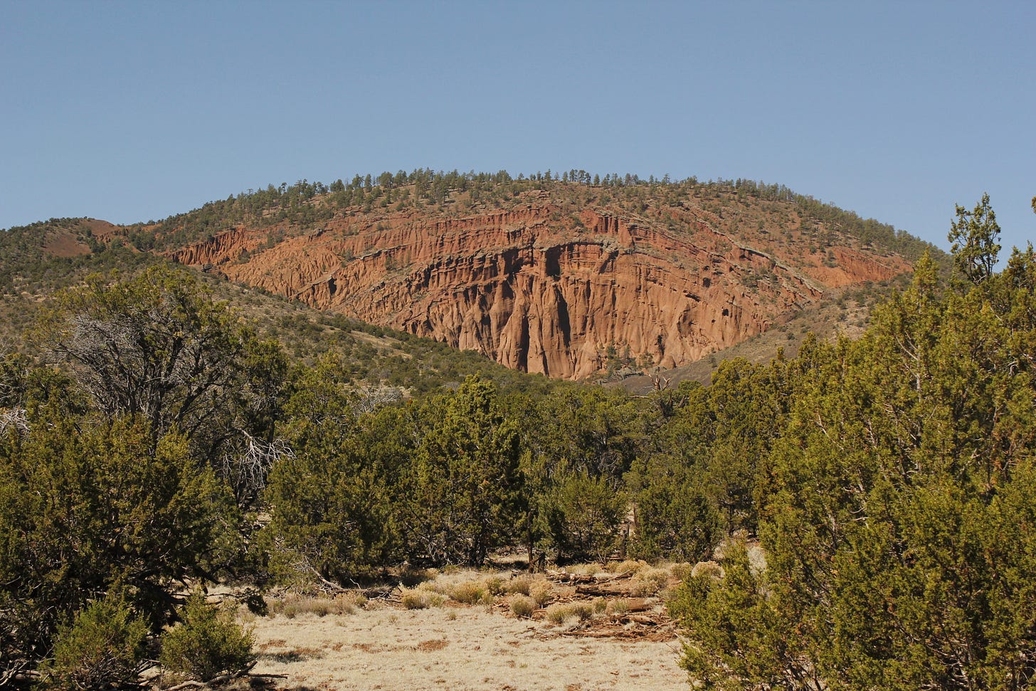 short forest in the foreground and a layered round mountain in the background