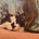 Jenn Ackerman's avatar