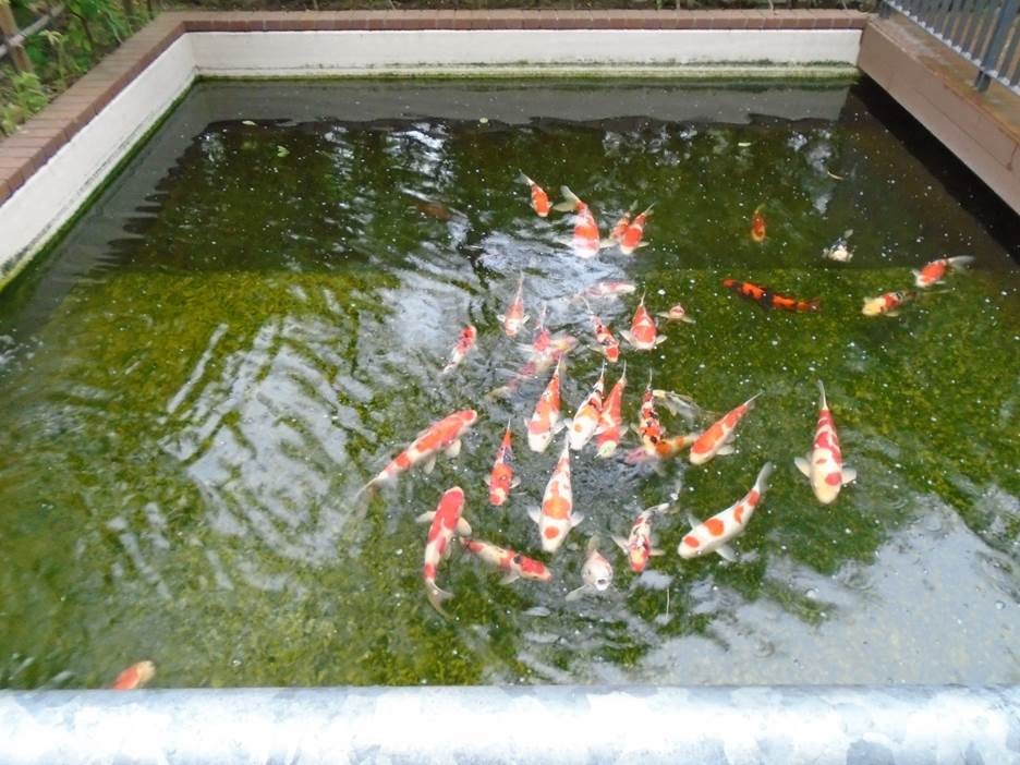 A group of fish in a pond

AI-generated content may be incorrect.