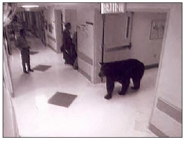http://themacrotourist.com/images/Azure/BearHospital.png