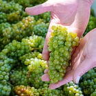 Blessing of the Grapes 2024: Continuing the Legacy at Grgich Hills Estate