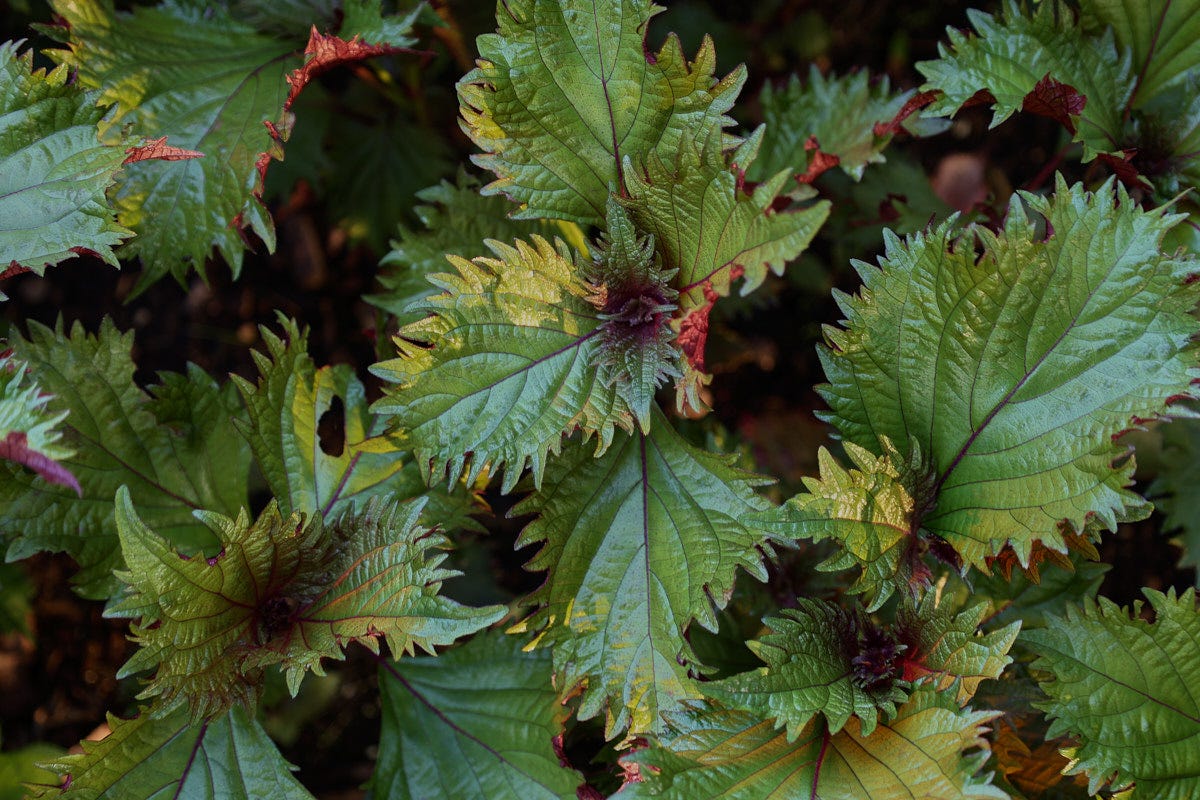 hojiso shiso plants
