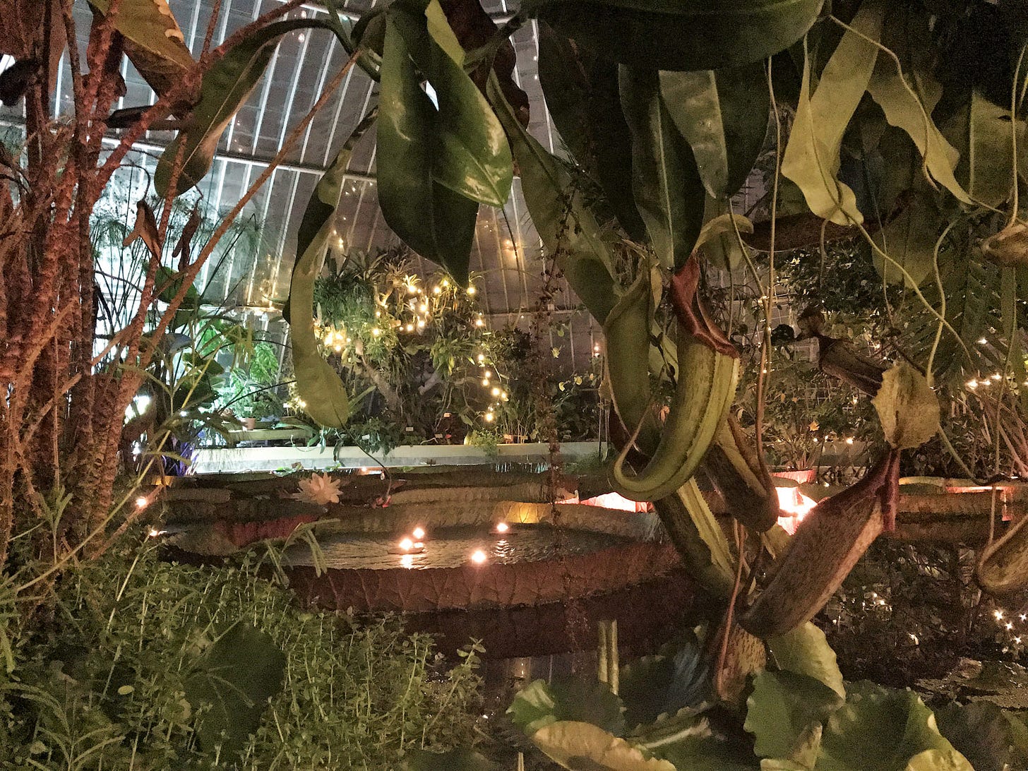 Candlelit tropical greenhouse interior at Bergianska Trädgården in Stockholm. A lush, sensory space echoing queer neurodivergent desire, slow-burn intimacy, and autistic noticing in sapphic storytelling. Candlelit tropical greenhouse interior at Bergianska Trädgården in Stockholm. A lush, sensory space echoing queer neurodivergent desire, slow-burn intimacy, and autistic noticing in sapphic storytelling.